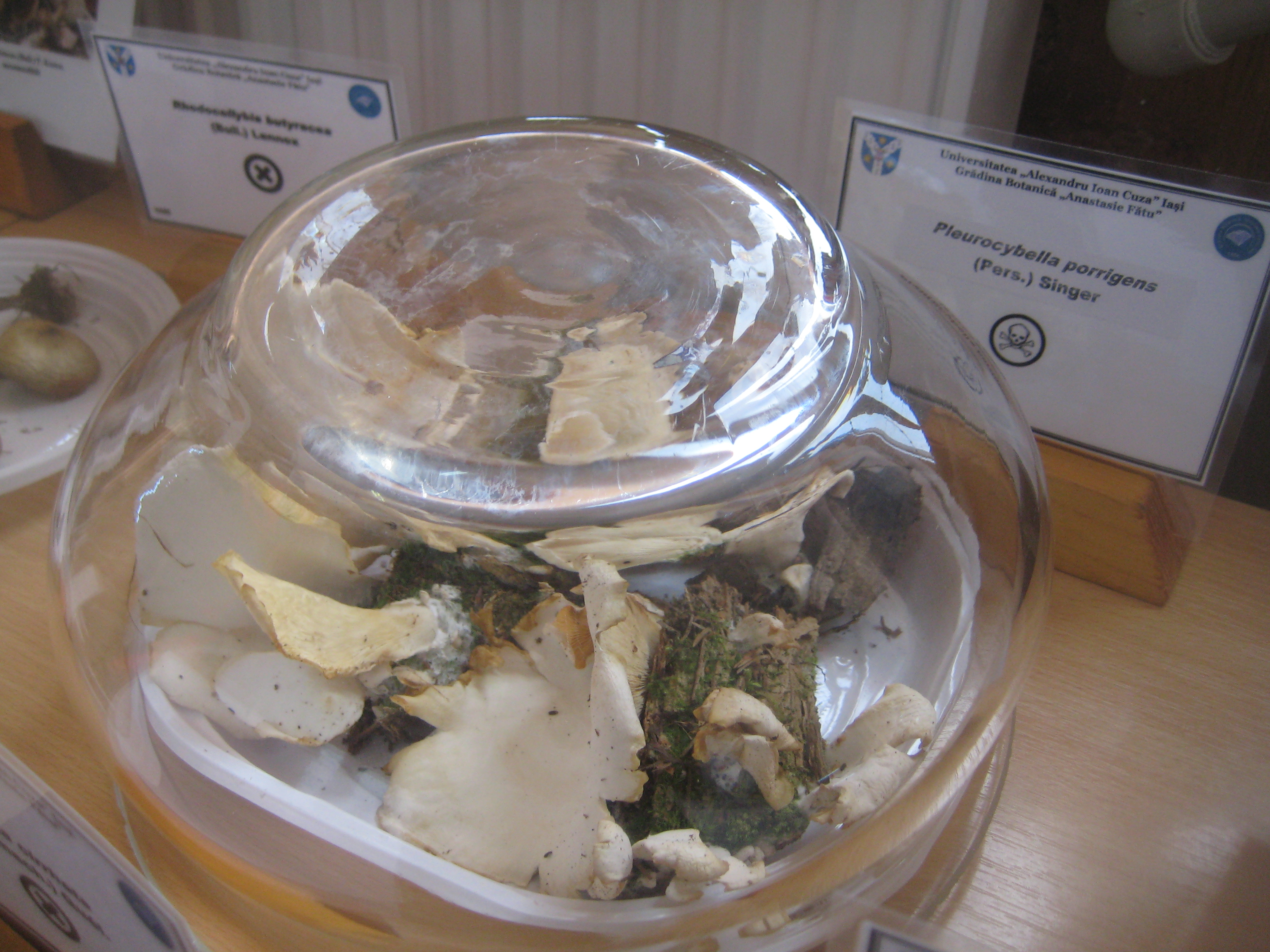 Tabăra micologică, Ediția a III-a, 20-23 septembrie 2018, Poiana Negri – Județul Suceava